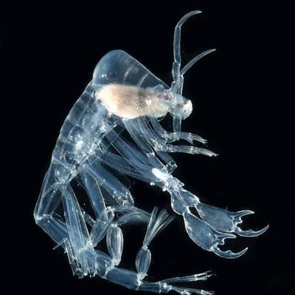 animales penetrantes más extraños