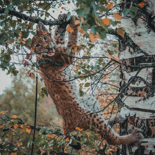 gatitos Lynx y se convierte en una sensación en Internet