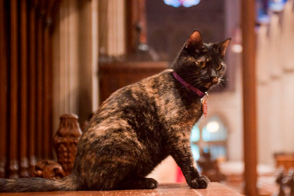 Gatos en lugares de culto