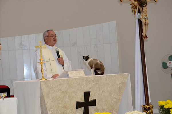 Gatos en lugares de culto