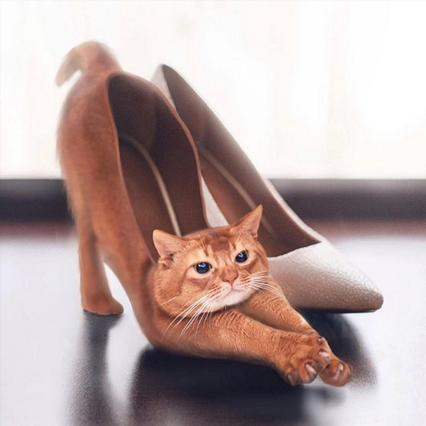 Ronald Ong retoca animales