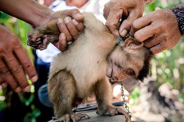 tortura para los animales