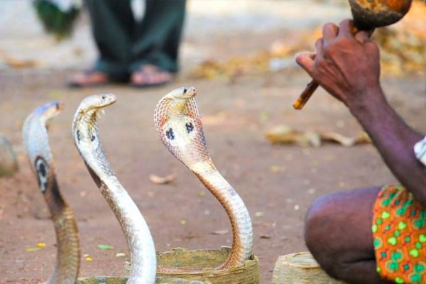 tortura para los animales
