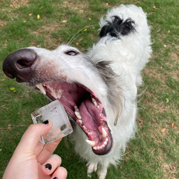 Instagram de Borzoi