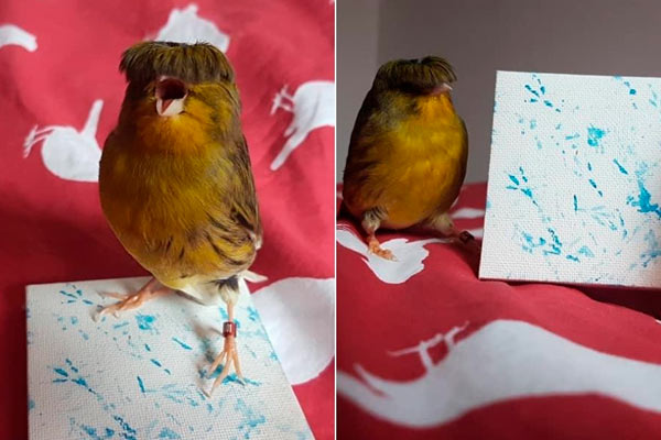 Barry el pájaro con flecos