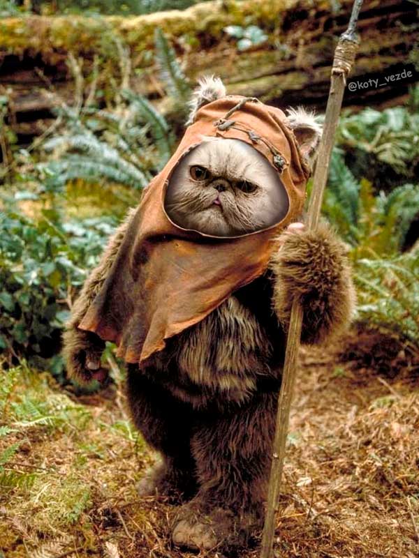 artista ruso abofetea al gato