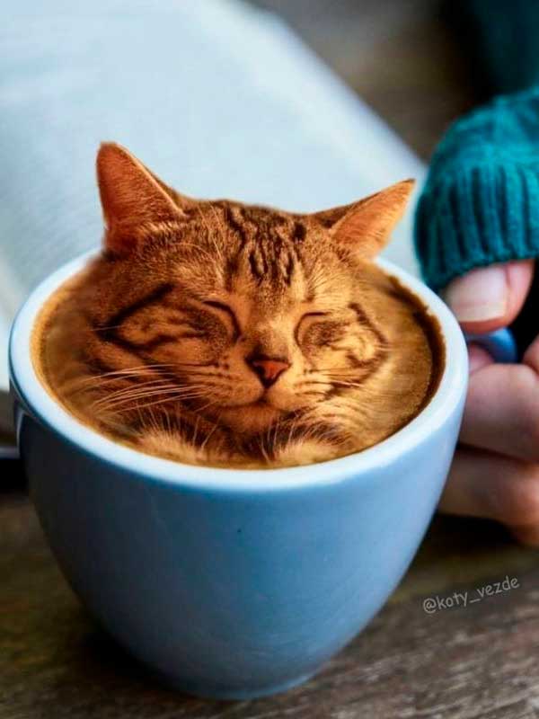 artista ruso abofetea al gato