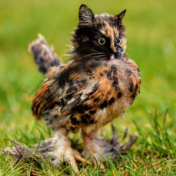 artista ruso abofetea al gato