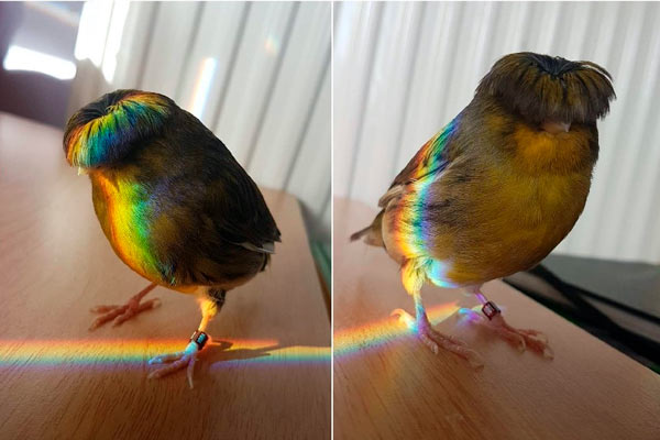 Barry el pájaro con flecos