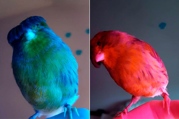 Barry el pájaro con flecos