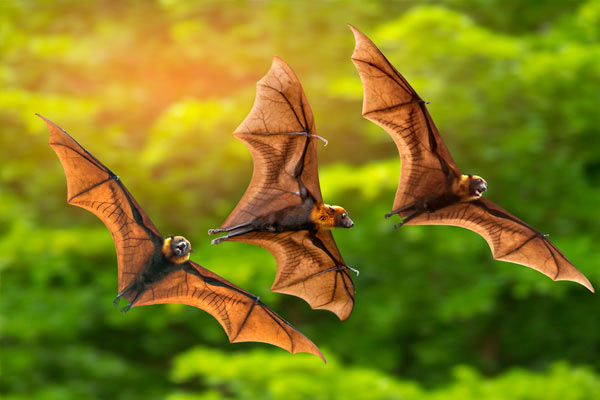 datos increíbles sobre los murciélagos