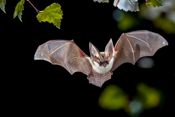 datos increíbles sobre los murciélagos