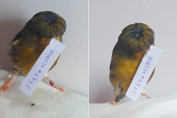 Barry el pájaro con flecos