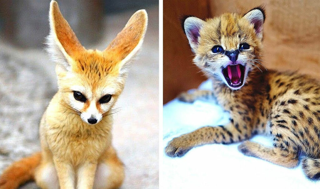 Animales exóticos como mascotas