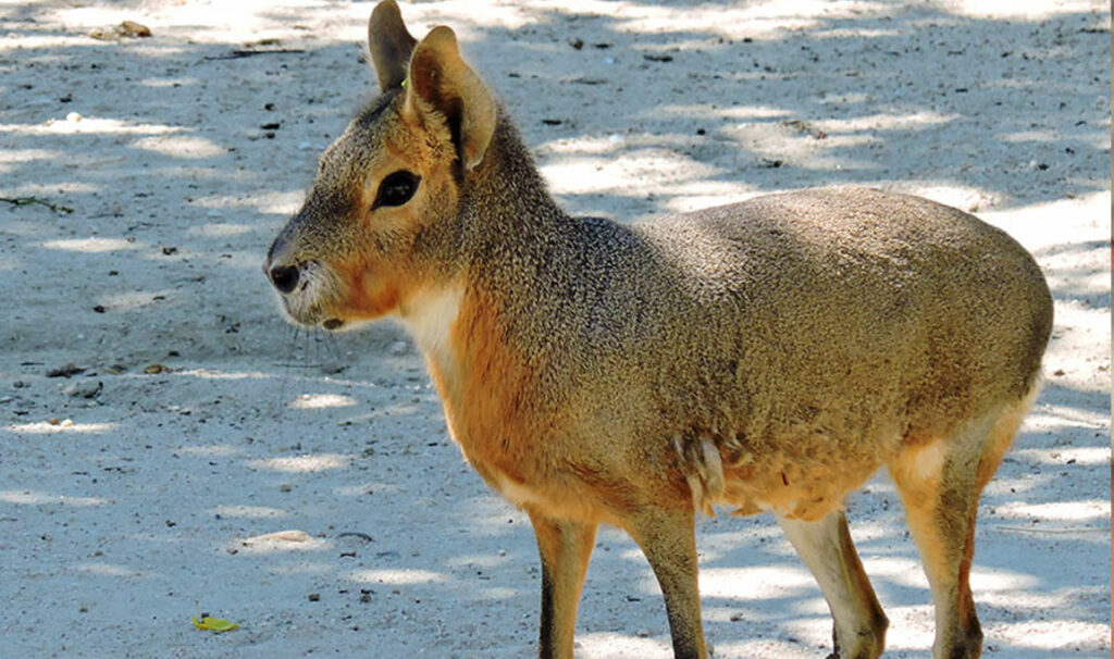 Animales exóticos como mascotas