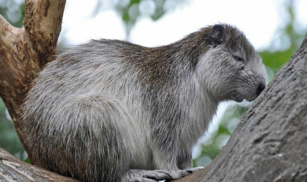 Animales exóticos como mascotas