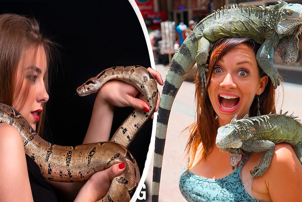 Animales exóticos como mascotas