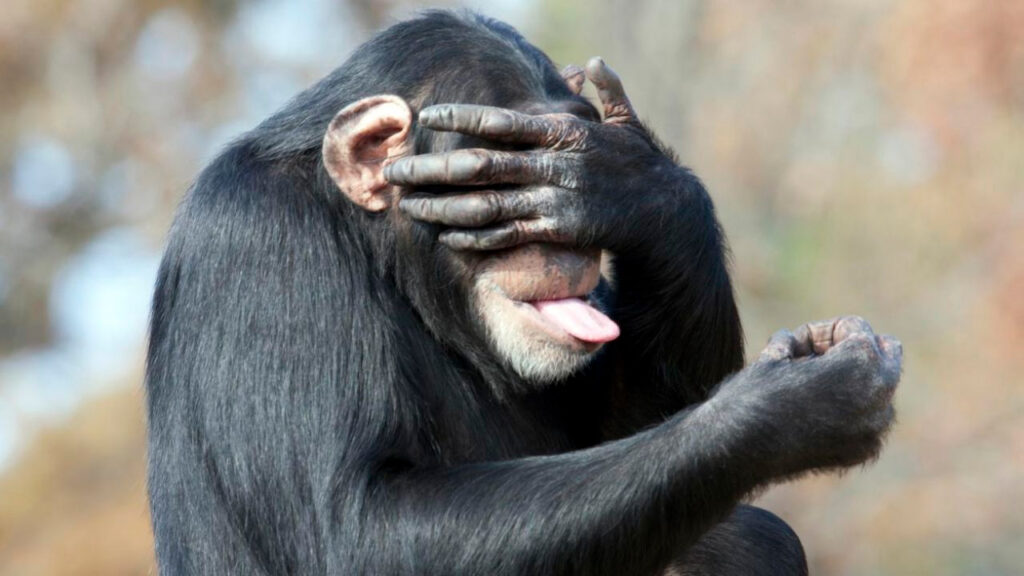 animales muy inteligentes