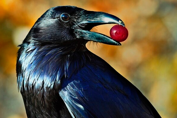 animales muy inteligentes