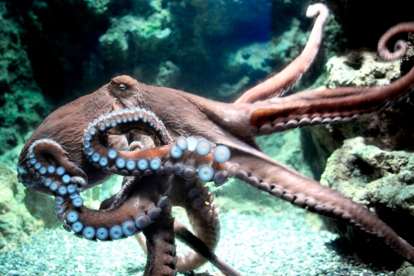 animales muy inteligentes