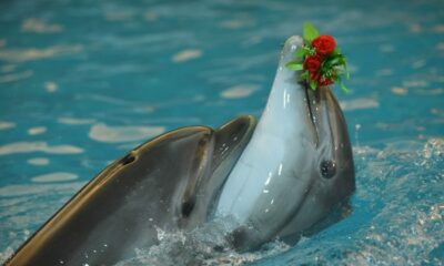 animales muy inteligentes