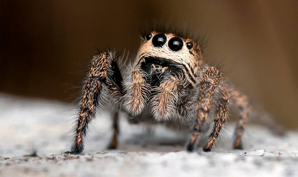 Mitos o realidades sobre animales