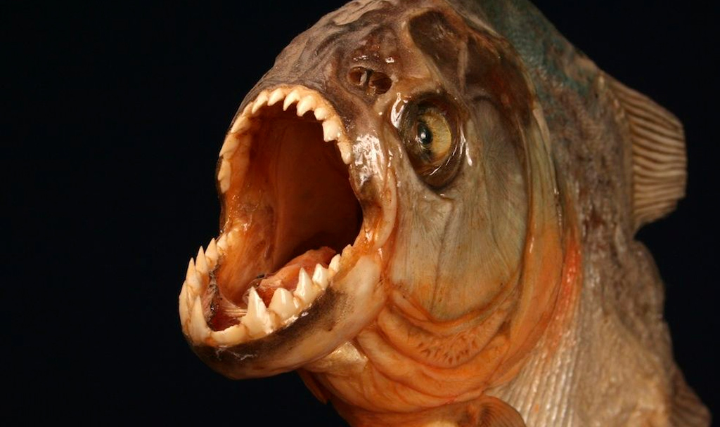 Mitos o realidades sobre animales