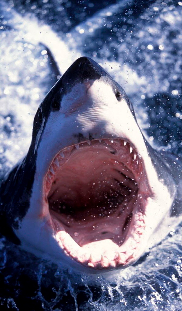 Mitos o realidades sobre animales