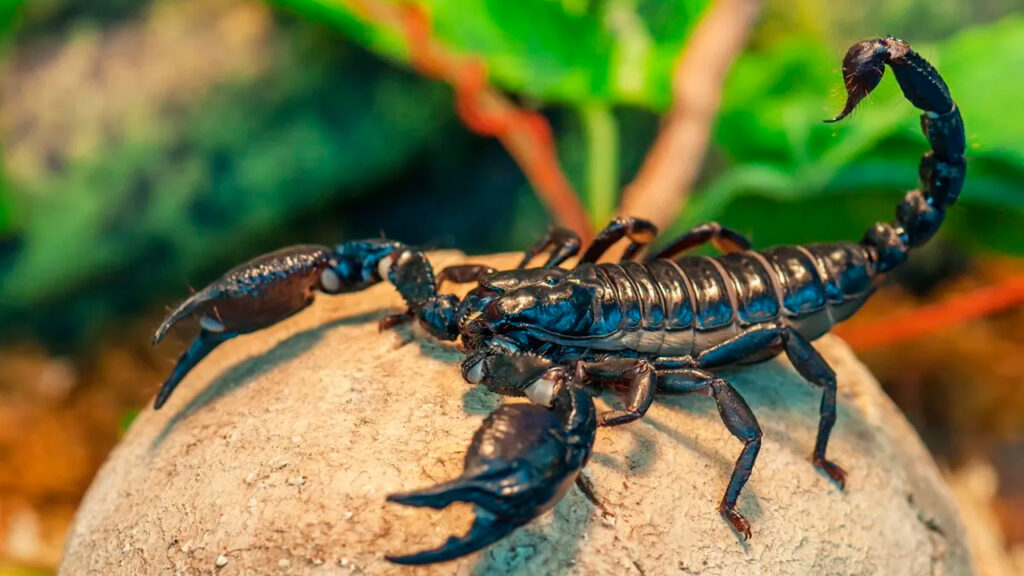 Mitos o realidades sobre animales