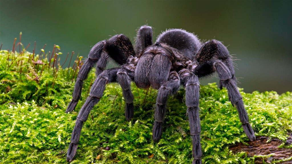 Mitos o realidades sobre animales