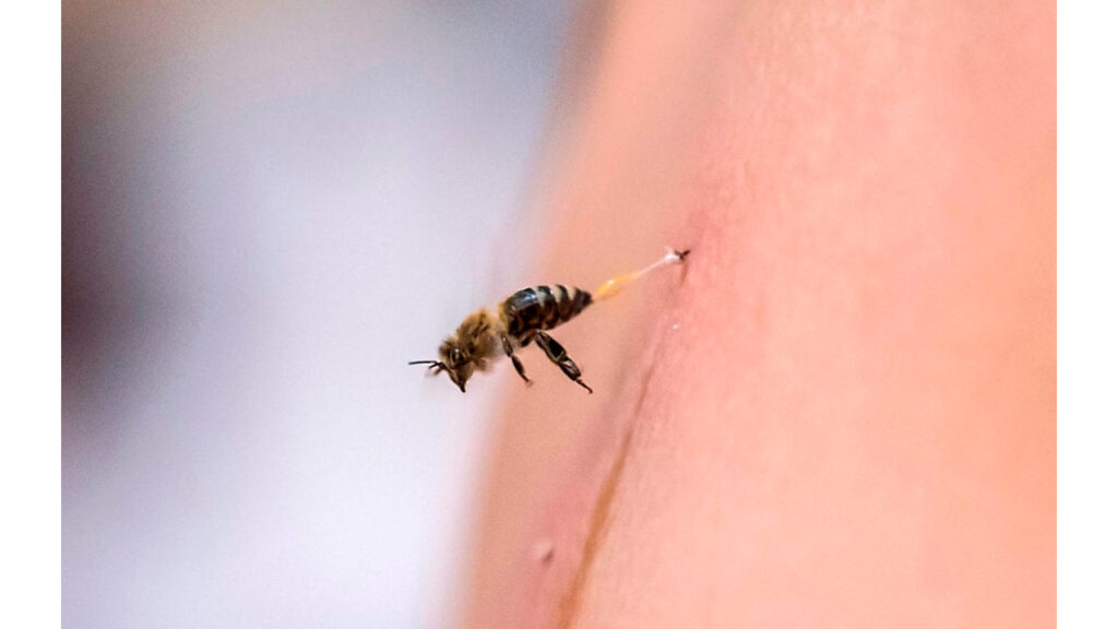 Mitos o realidades sobre animales