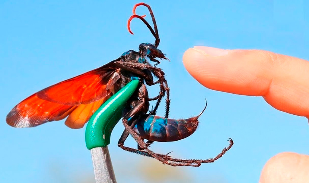 Mitos o realidades sobre animales