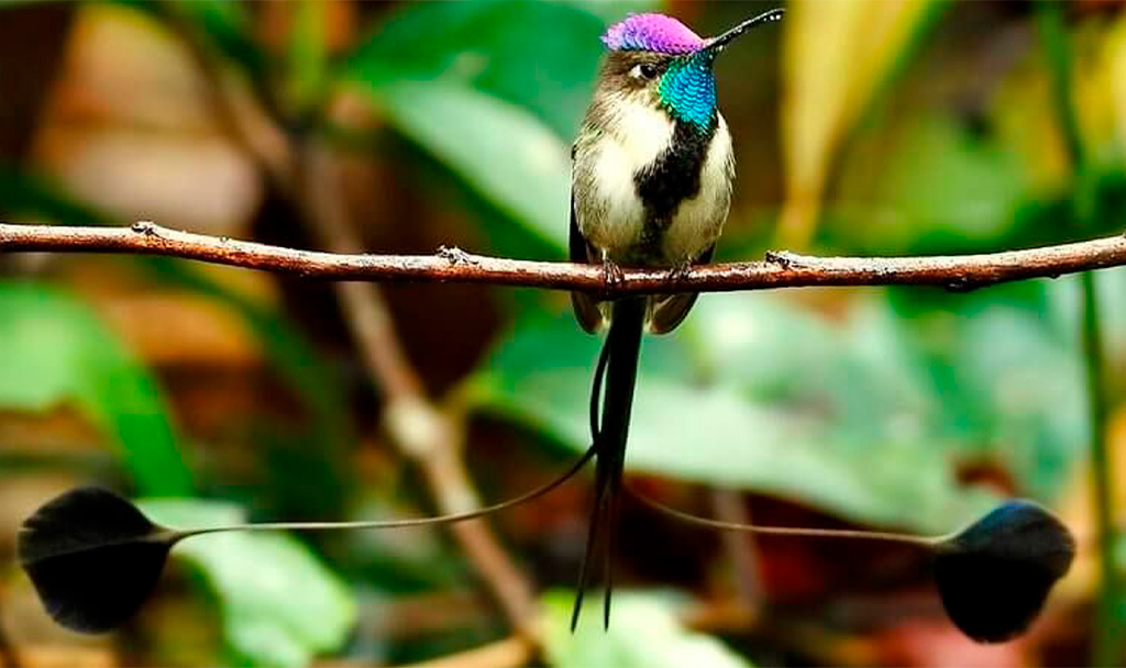 Aves más hermosas y extrañas del mundo