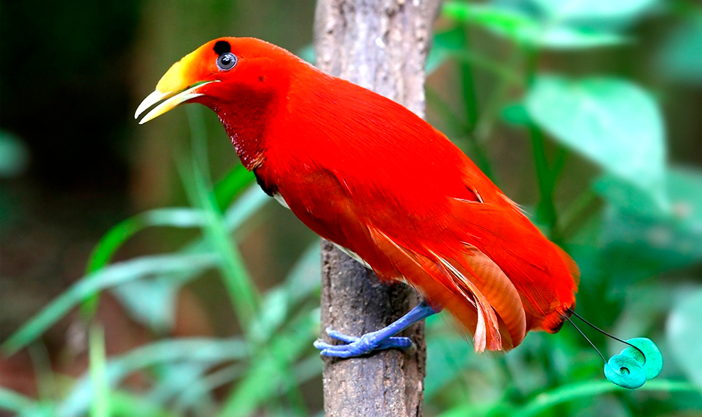 Aves más hermosas y extrañas del mundo