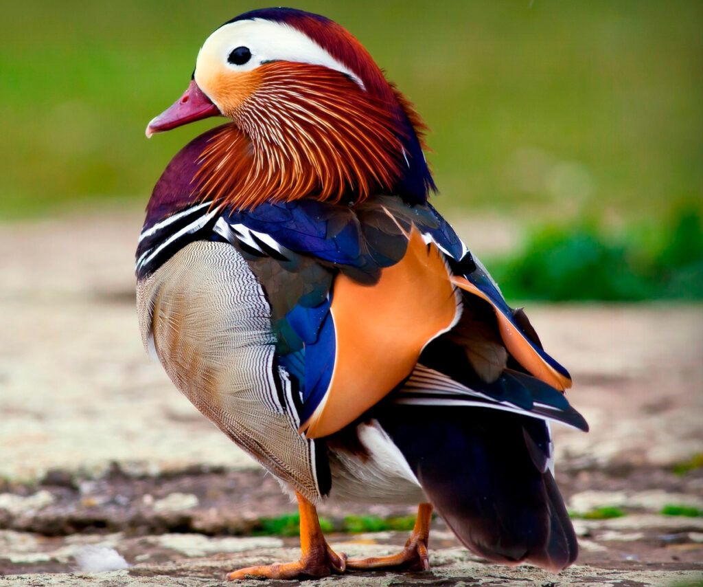 Aves más hermosas y extrañas del mundo