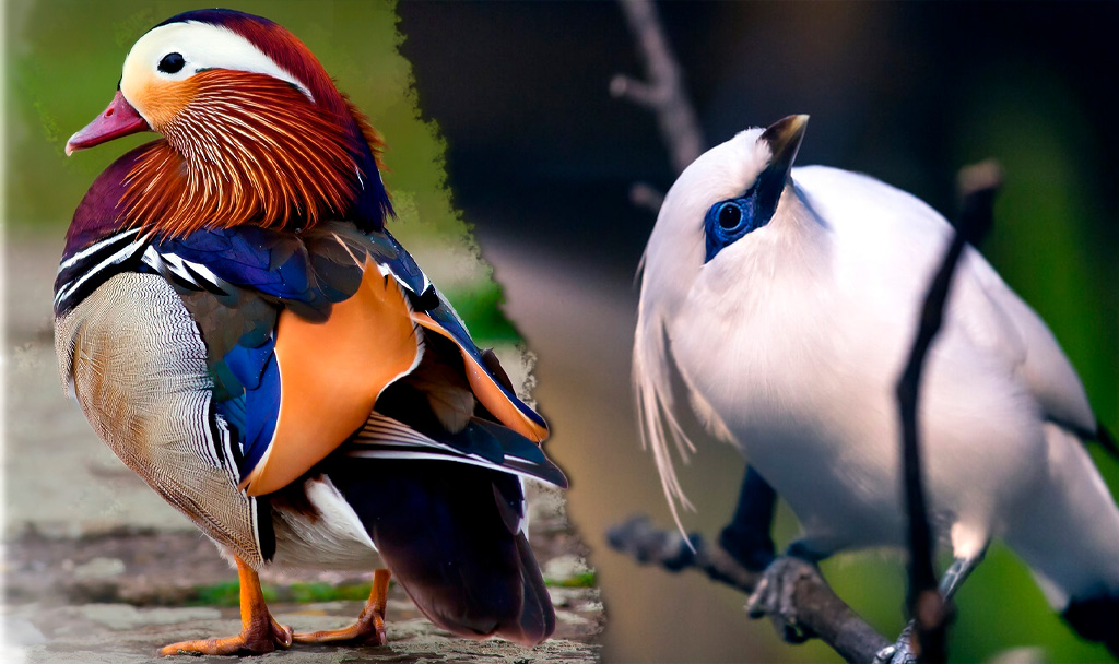 Aves más hermosas y extrañas del mundo