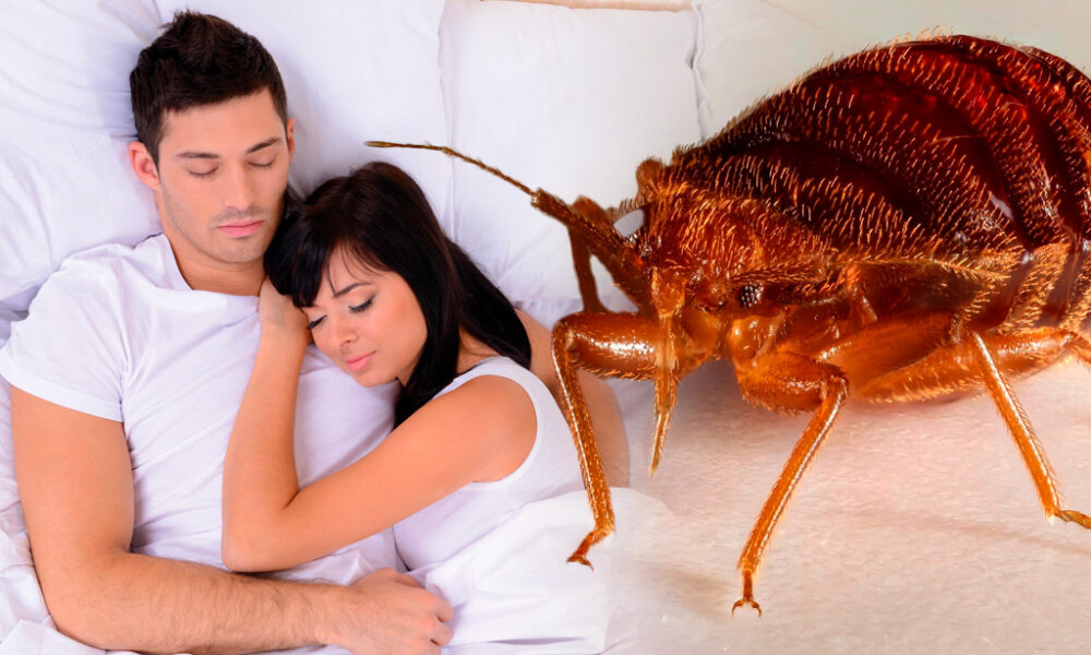 chinches de los colchones