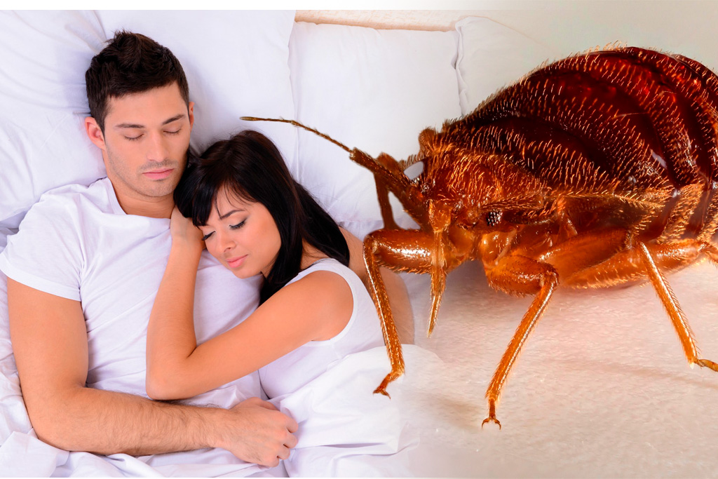 chinches de los colchones