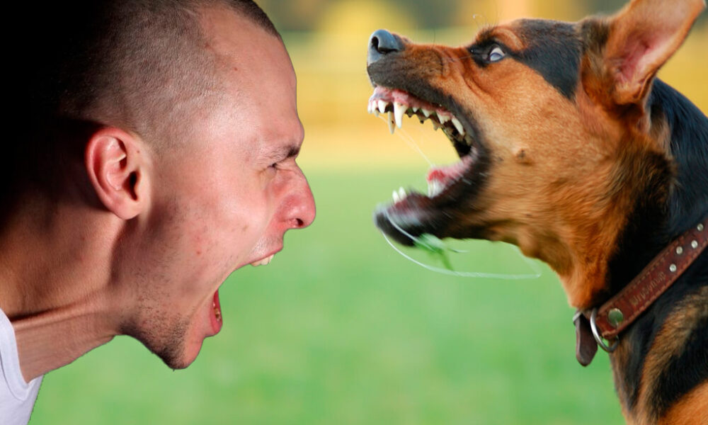 Cuidado con los animales domésticos