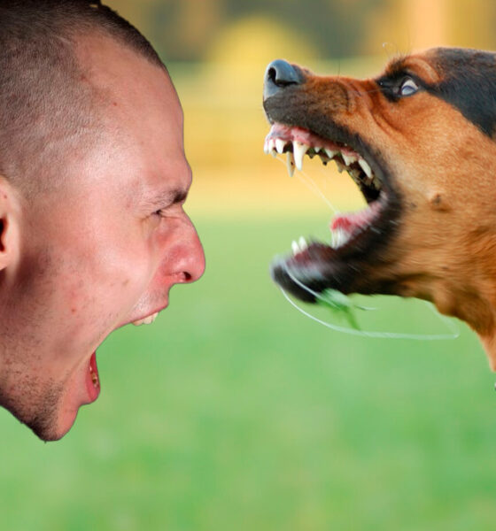 Cuidado con los animales domésticos