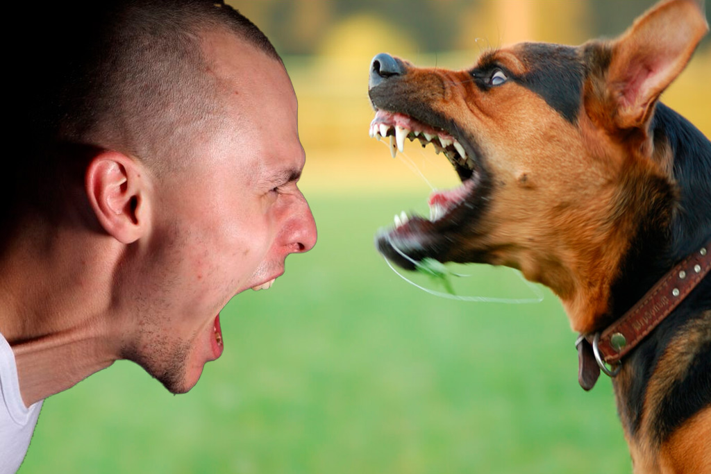 Cuidado con los animales domésticos