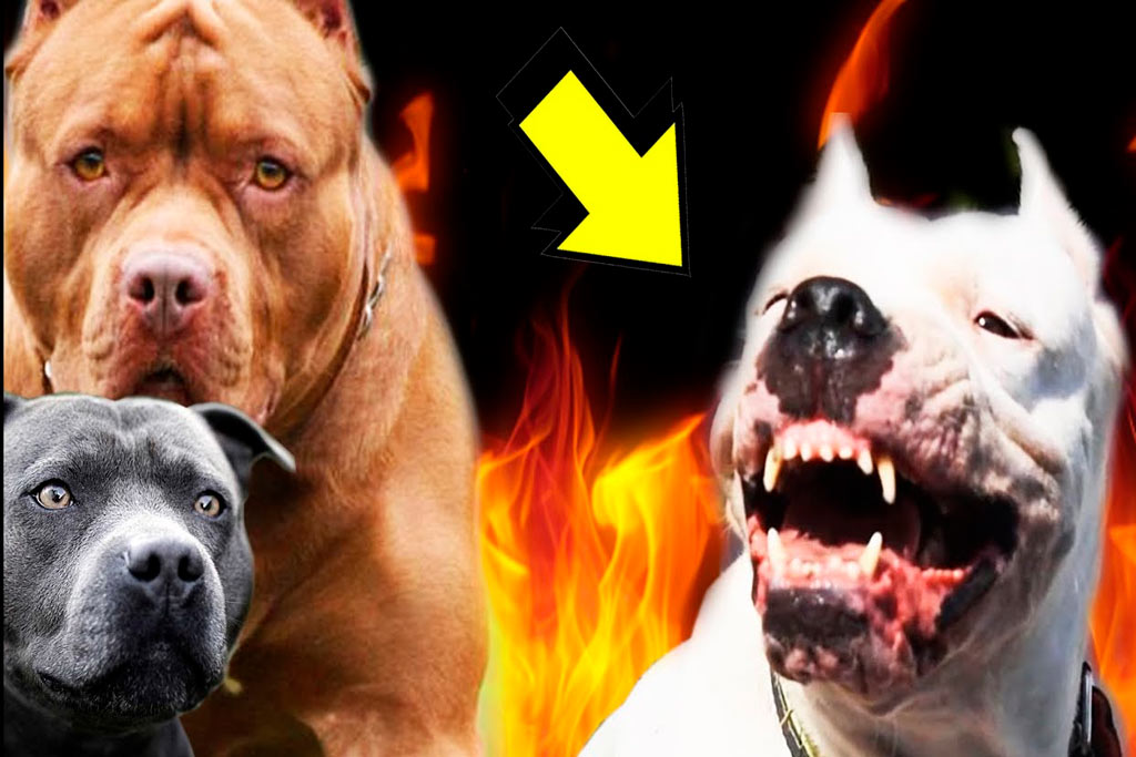 animales domésticos que atacan a sus dueños