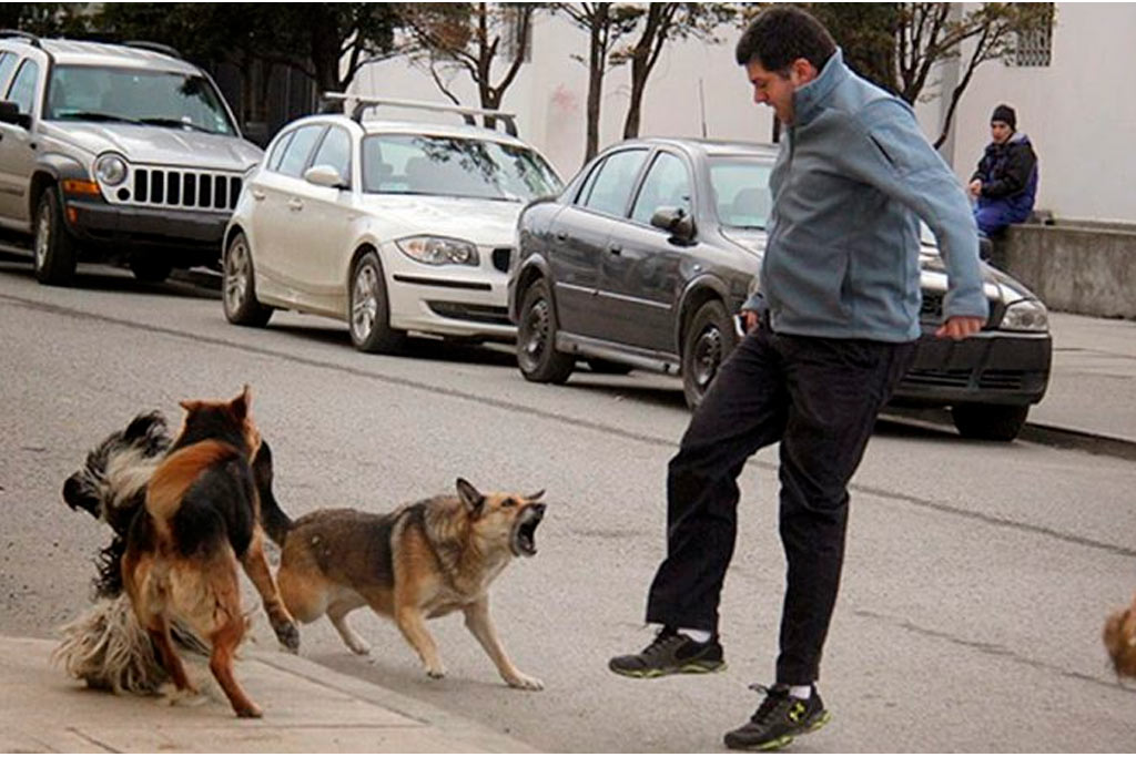 Cuidado con los animales domésticos