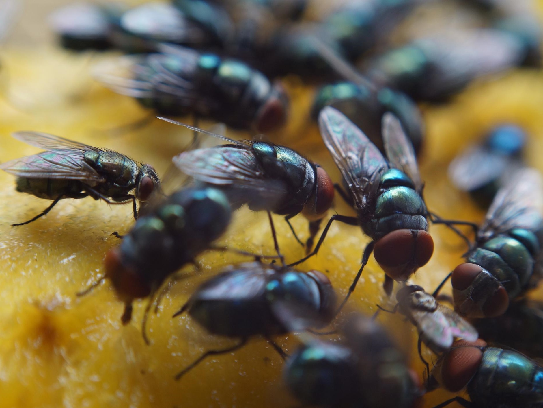 las moscas son sordas Siete hechos sensacionales sobre la voz | bayas de cerebro