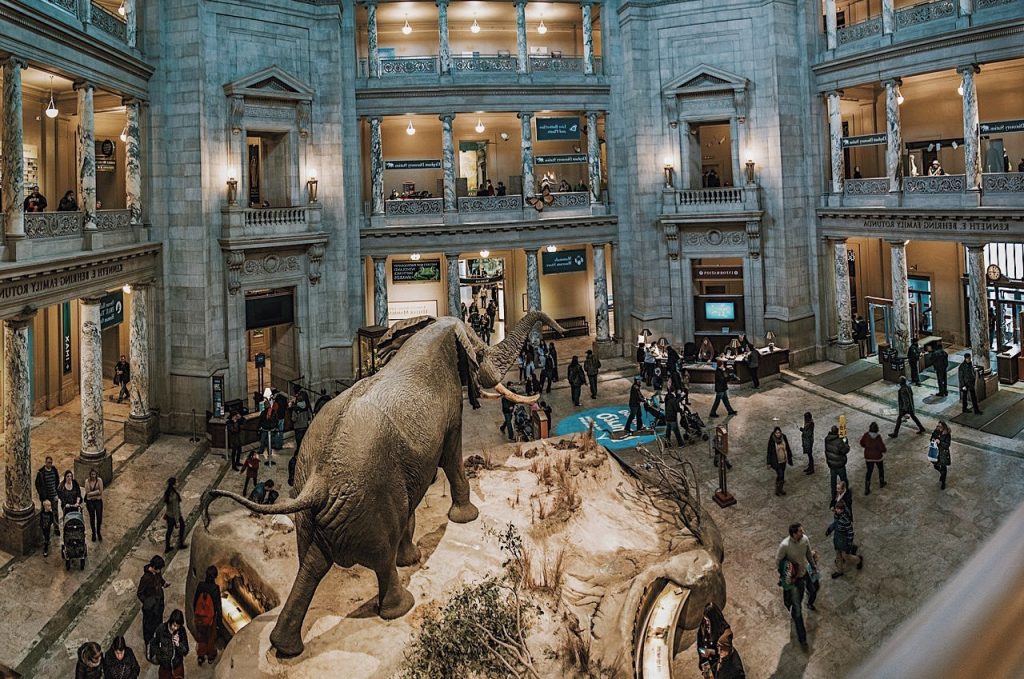 Museo Nacional de Historia Natural (Washington DC) interior |: 6 mejores museos de historia natural del mundo | bayas de cerebro