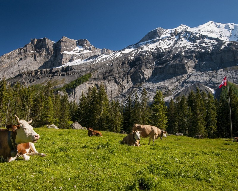 Suiza 9 mejores destinos para viajeros solitarios | bayas de cerebro