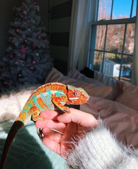 Capricornio (22 de diciembre - 19 de enero). Camaleón |: ¿Cuál es la mascota perfecta para ti según tu signo del zodíaco? |: bayas de cerebro