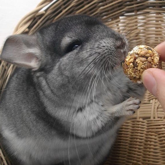 Leo (23 de julio - 22 de agosto). Chinchillas |: ¿Cuál es la mascota perfecta para ti según tu signo del zodíaco? |: bayas de cerebro