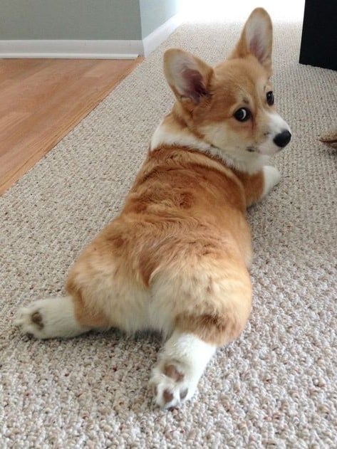 Cáncer (21 de junio - 22 de julio). Corgi ¿Cuál es la mascota perfecta para ti según tu signo del zodíaco? |: bayas de cerebro