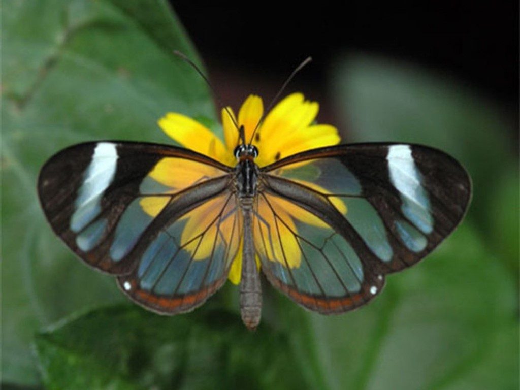 La mariposa ala de cristal |: Las 7 mariposas más bellas del mundo. CerebroBerry: